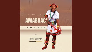Iqola lebhaca