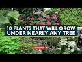 Best 10 plants that will grow under nearly any tree   gardening tips