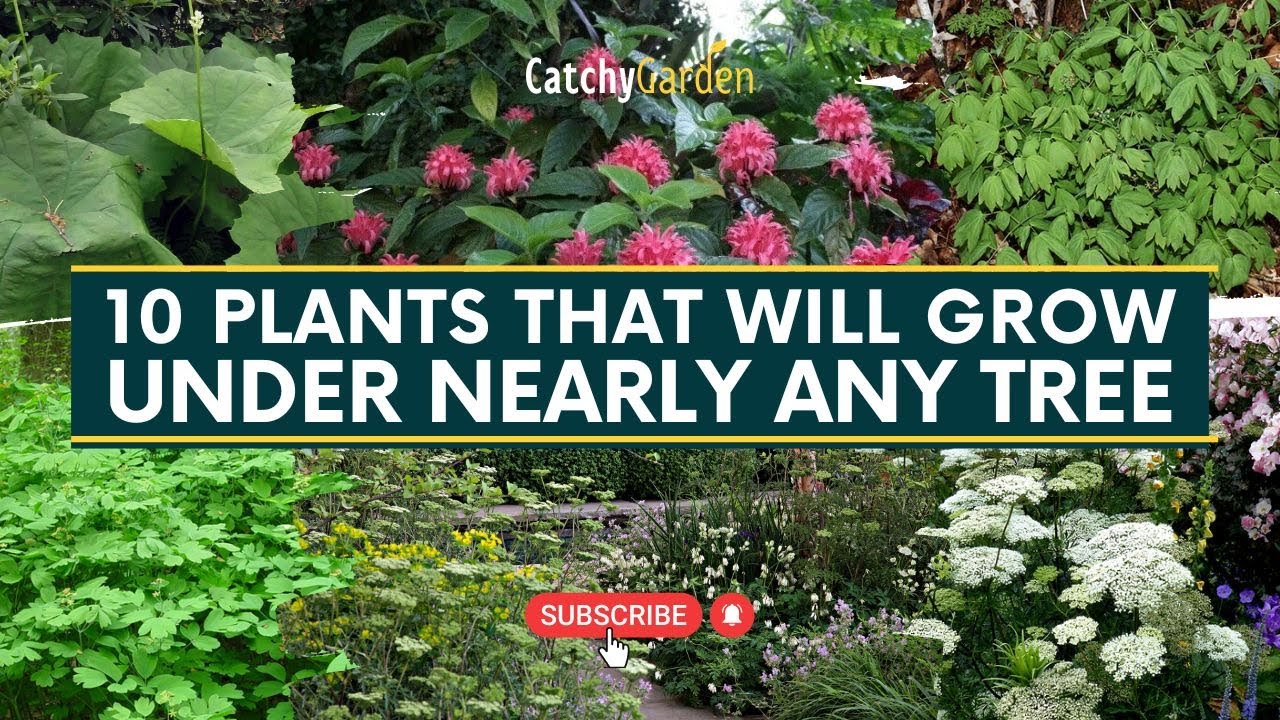 Best 10 Plants That Will Grow Under Nearly Any Tree 🌳🌸🍃 // Gardening