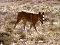 Dingo and Kangaroo Behavior