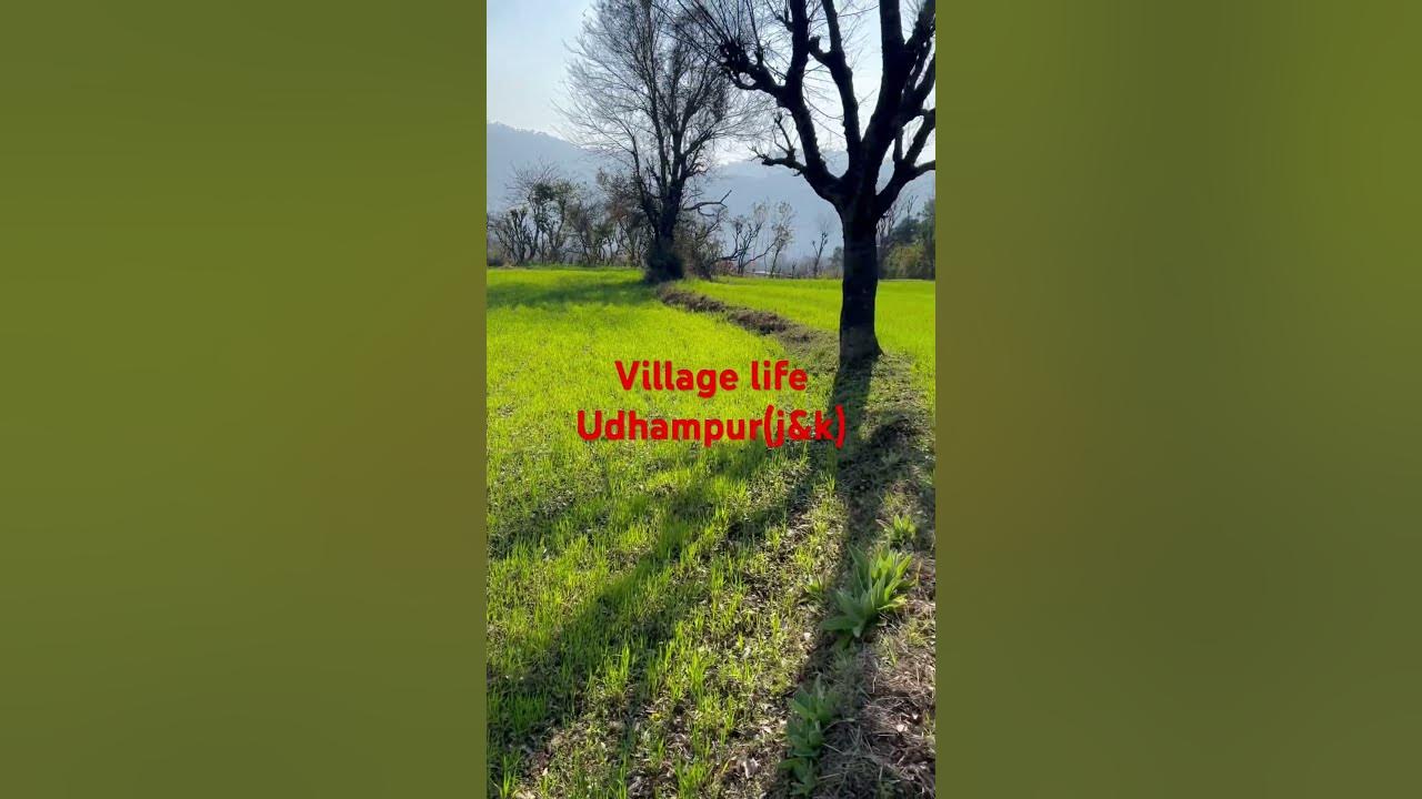 trending-short-village-life-udhampur-youtube