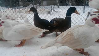 Ducks on a snowy day