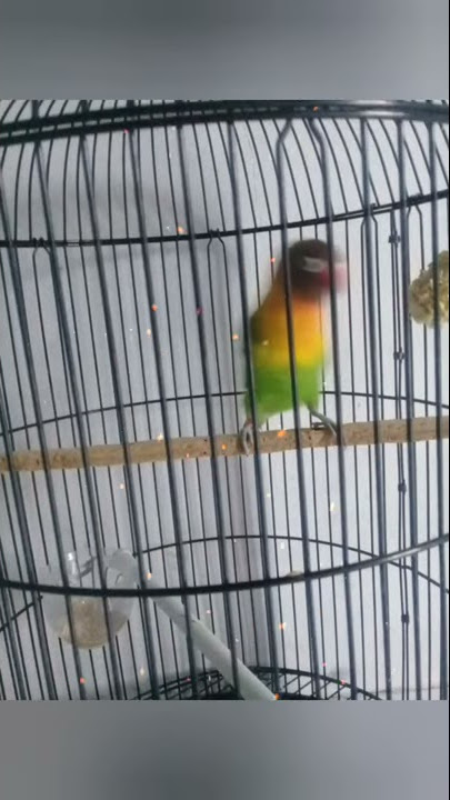 story wa lucu versi love bird gestang