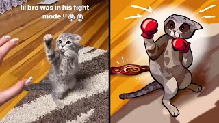 Cat Shows Off His Boxing Skills