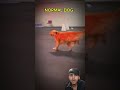 normal dog 🐕 #shortvideo #shortvideo #ytshorts #shorts