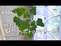 【個体差が魅力】魅惑のボトルツリー（Vlog/056）