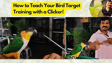 Clicker and Target Training for Your Bird: Easy Steps | Parrot Training | HMS Aviary
