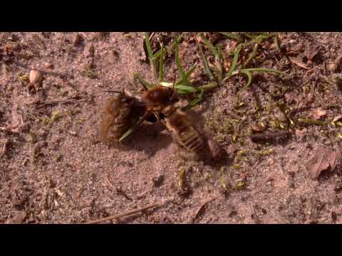 Andrena vaga - copulating?