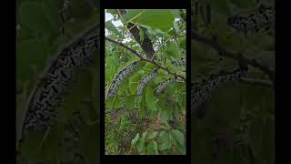 Icimbi Lika December Seli Ready Buyani Sigole Siphumuze Umbhida fypviralfypviralal fyp