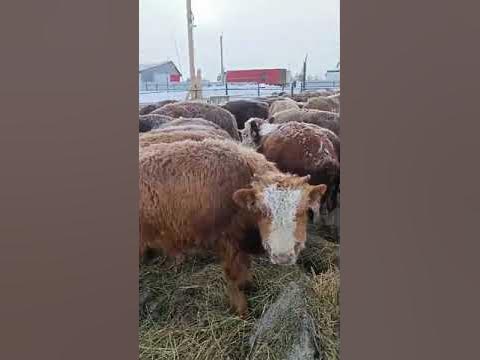 выход мяса бычка от живого веса таблица. выход мяса крупно рогатого скота. таблица выход мяса крс. мясо бычка вес. процент выхода мяса.