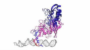 Protein-DNA complex MD movie
