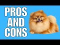 Pomeranian Pros And Cons | The Good AND The Bad!! の動画、YouTube動画。
