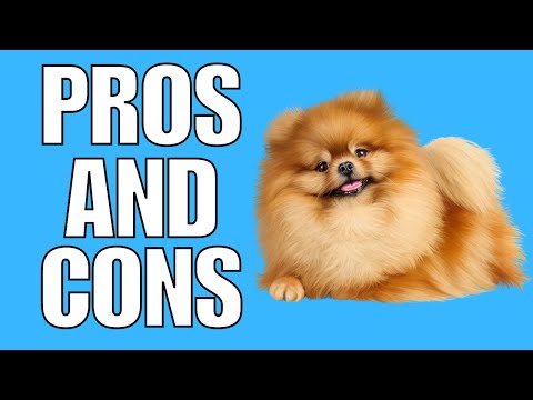 Video: 8 Reasons To Buy A Pomeranian