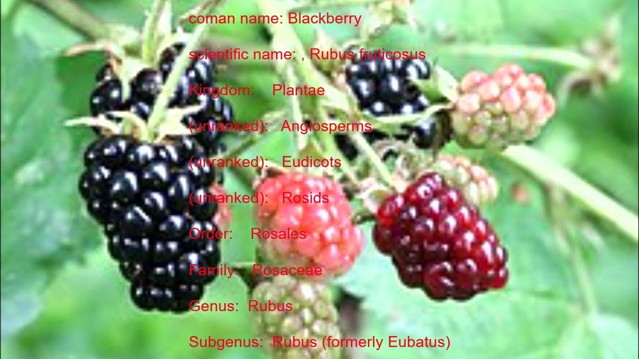 scientific name of blackberry/classification of blackberry/scientific