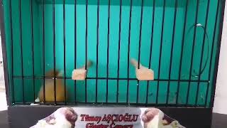 Gloster Kanarya(2020 üretimim)