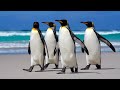 cute and funny penguin compilation|Sound of penguin ? Beautiful video of penguin !wild animals sound