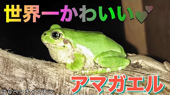 世界一可愛いアマガエル 19 21 Youtube