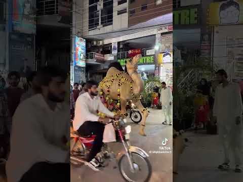 Why 1 000 000 Camels Are Slaughtered Every Year 