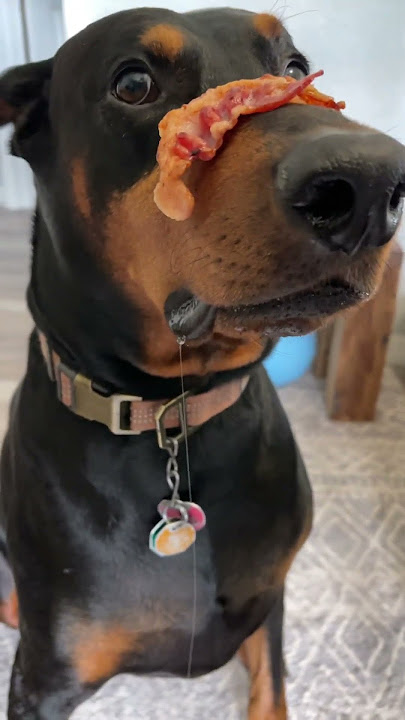 Bacon time #dog #puppy #dogtraining #funnydog #doglover #funny #xodus #doberman #dogshorts