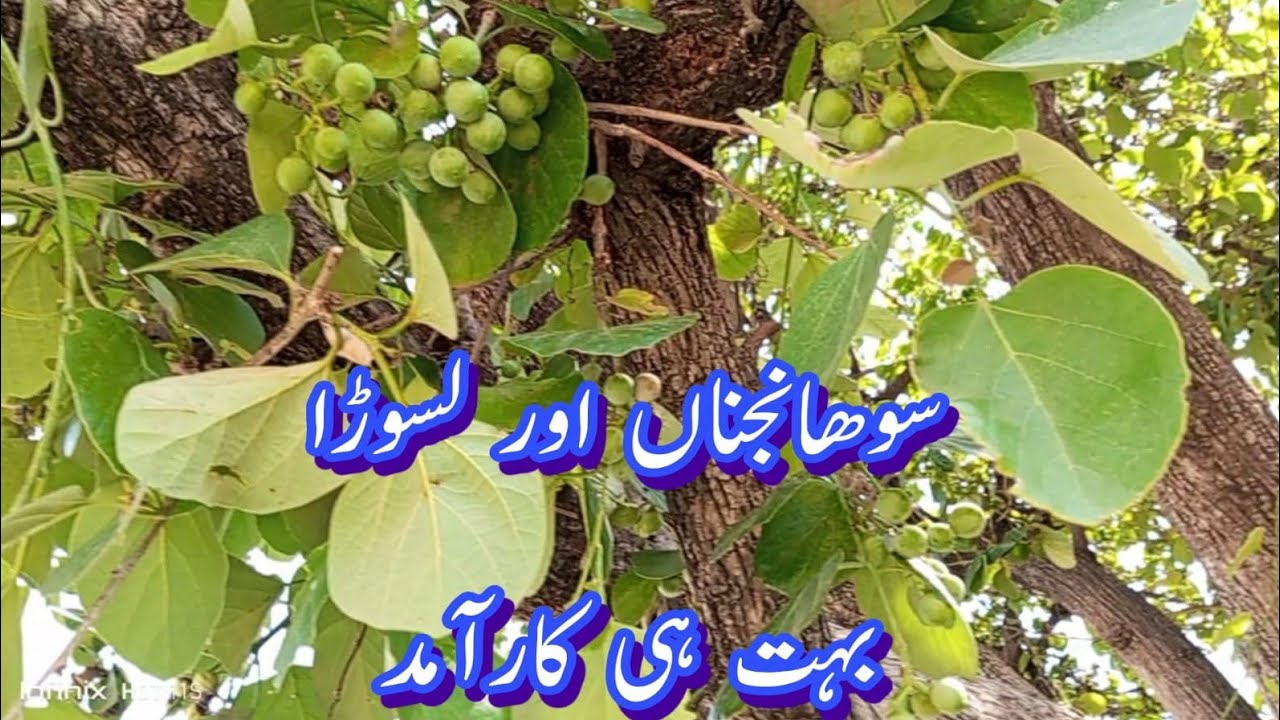 moringa or lasoora bahot hi karamed pode hen - YouTube