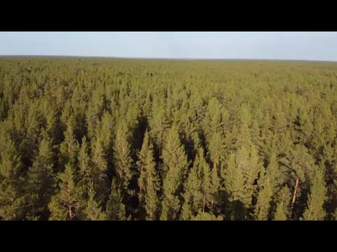 В Казахстане выявили 220 фактов незаконной вырубки леса