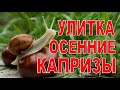 УЛИТКА ДОМА Осенние капризы улитки Что делать?