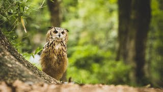 'The magician of light' photographer and Owl Garu by GEN3 OWL CHANNEL 83,442 views 4 years ago 10 minutes, 30 seconds