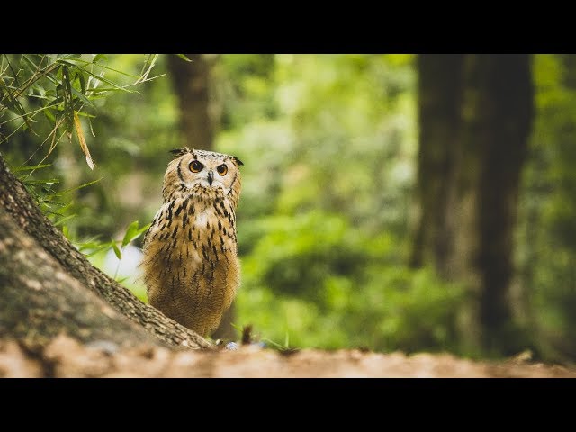 光の魔術師とフクロウのガルー