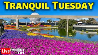 🔴Live: Tranquil Tuesday at Epcot - Relax with us at Walt Disney World - Live Stream - 4-9-24