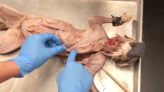 Cat dissection.