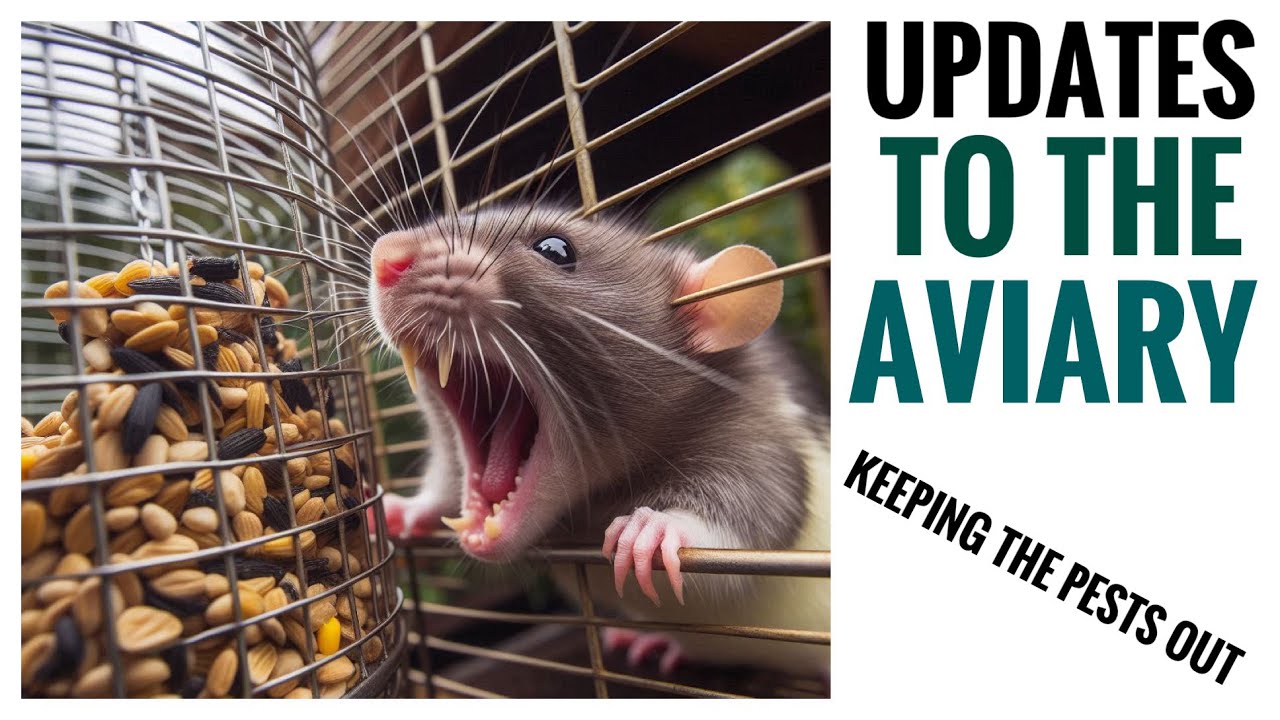 Updates to the Aviary to Keep Pests Out!