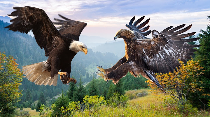 Bald Eagle Vs Golden Eagle: Which One is Larger And More Powerful?