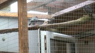 Java Sparrows In The Rain