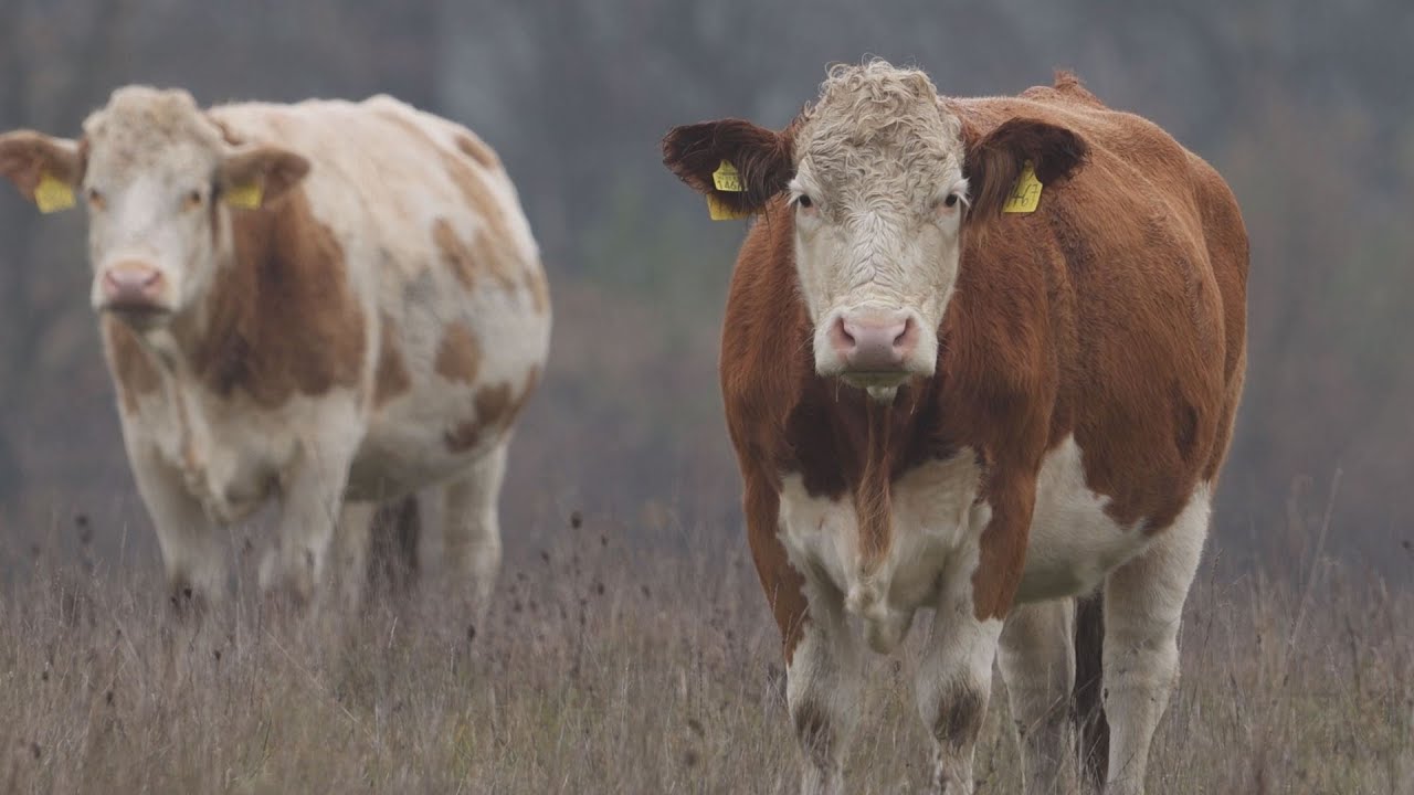 M5 TV – Erdei utakon – 2026/2. adás – 2026.01.11.