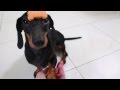 Dachshund Tricks