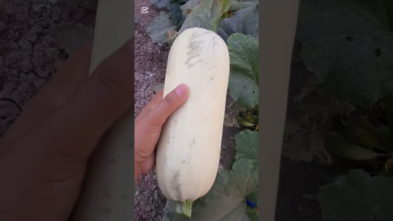 I Grow My Own Food in a Small Garden