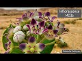 Inflorescence MCQs | Angiosperms inflorescence MCQs #botany #botanybycalotropis