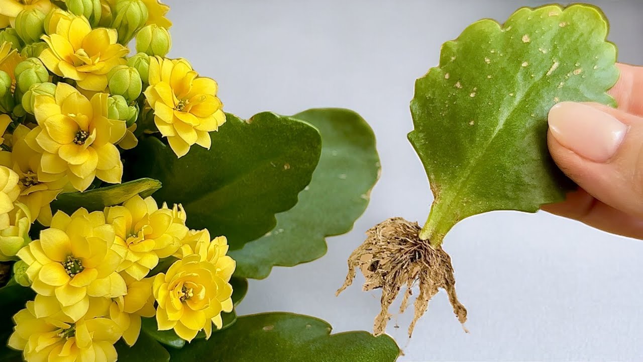 Das ist einfach! Wie man KALANCHOE BLOSSFELD aus nur einem kleinen Blatt züchtet 🌿