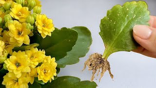 That's easy! How to grow KALANCHOE BLOSSFELD from just one small leaf 🌿