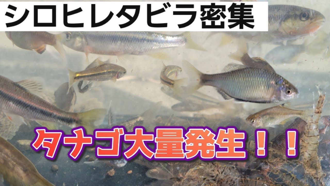 ガサガサ]タナゴがいっぱい！シロヒレタビラの密集地 - YouTube