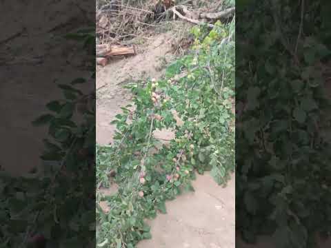 Родник в Алматинской области