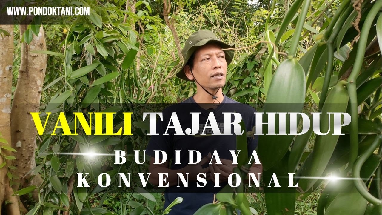 Kebun Vanili Tradisional Tajar Pohon Hidup Siap Berbuah