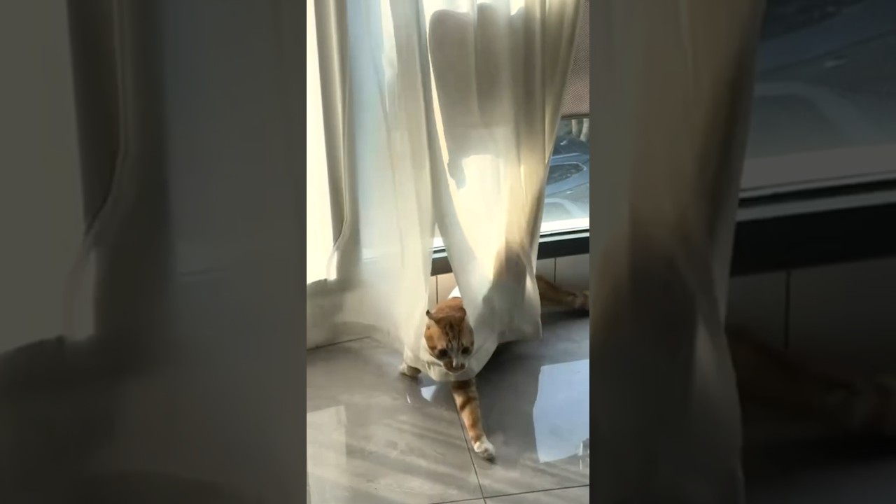Hidden Cat Pounces Through Curtain Hole and Gets Head Stuck