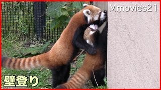Red Panda Cub climbｓ the wall 壁を登る！赤ちゃんレッサーパンダ