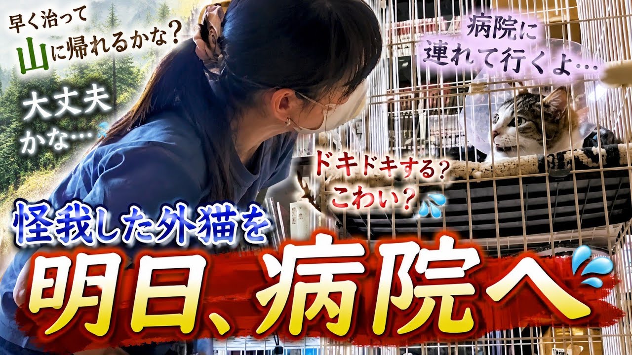 4. A stray cat at my workplace was injured in a fight, and it's
