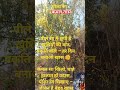 धरती पे बिखरा है पीला सा उजास,हर फूल कहे – मत हारो, रखो विश्वास #sorts #westerntragopan #pinklake