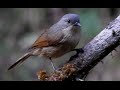 Brown-cheeked Fulvetta Bird - 1