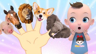 Animal Farm Finger Family | 인기 영어동요 | детские песни  Nursery Rhymes | Baby & Kids Songs