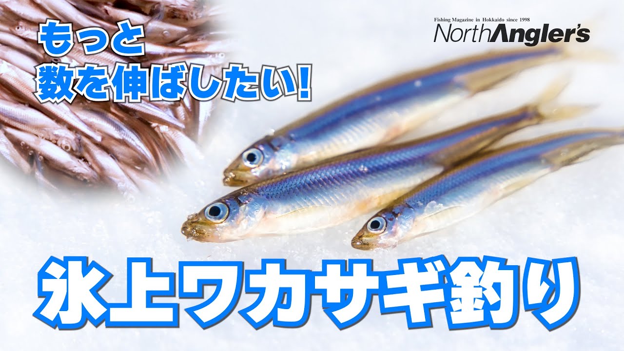 氷上ワカサギ釣りでもっと釣果を伸ばすコツ、教えます。