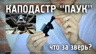 :  "" (Spider Capo) -  -
